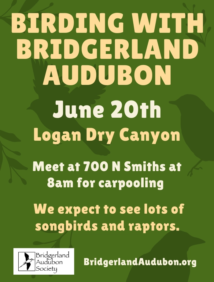 June 20, Birding with Bridgerland Audubon--Logan Dry Canyon