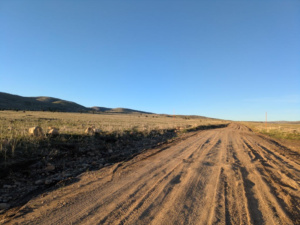 Click to view a larger image in a new tab or window The Greater Sage Grouse use the road and nearby as their lek Courtesy & Copyright Sue Salmon, Photographer
