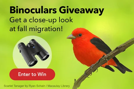 Enter your email address before August 31, 2026.
Offer to join or donate follows.
Cornell Lab of Ornithology