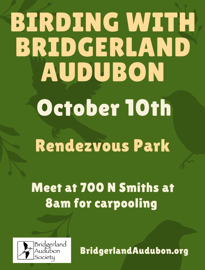 Birding with Bridgerland Audubon – Rendezvous Park, Meet to carpool at Smith's Marketplace 700 N. Main, Logan, 8:00 am October 10, 2026